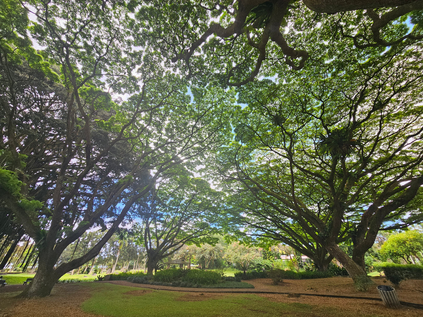 A serene park shaded by a vast canopy of green trees. Perfect outdoor escape for your next RV rental adventure.
