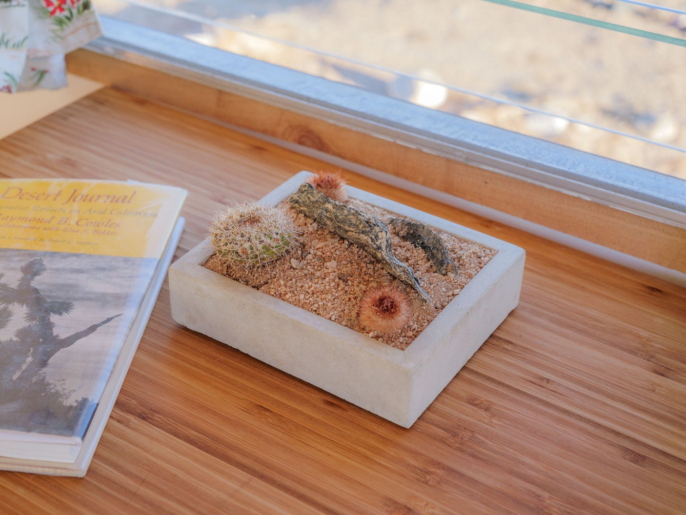 Cozy desert display in your rv rental: cacti, driftwood, and "Desert Journal" book on a wood table.