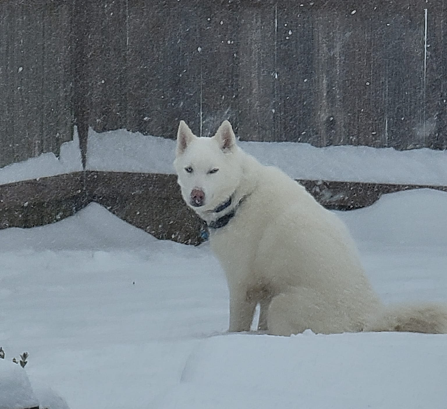 ready for adventures on a sunny day.|A white dog sits calmly amidst falling snow. Imagine peaceful winter scenes like this on your next RV rental adventure!|An RV rental journey begins: a compact gray travel trailer with off-road tires hitched to a blue pickup truck.|Off-road ready RV rental: A compact travel trailer hitched to a pickup