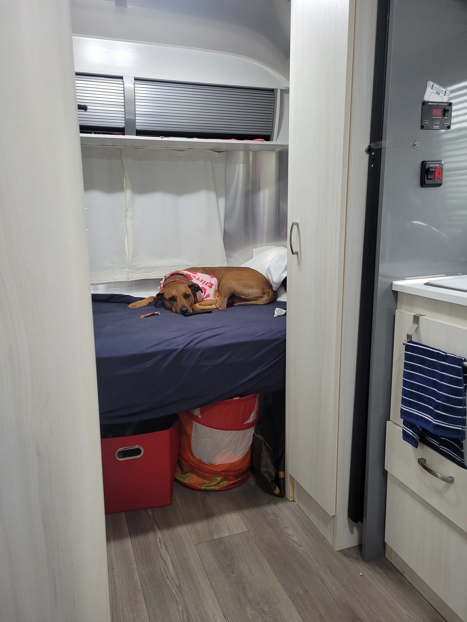 A brown dog naps on a blue bed in a cozy RV rental. Light interior cabinetry and storage bins complete the comfortable space.