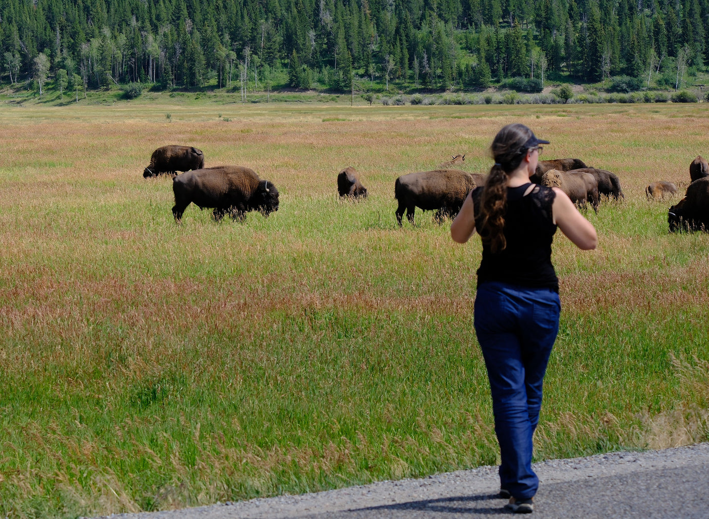 An RV rental adventure: A woman views a bison herd grazing in a vast field, with a dense forest in the background.