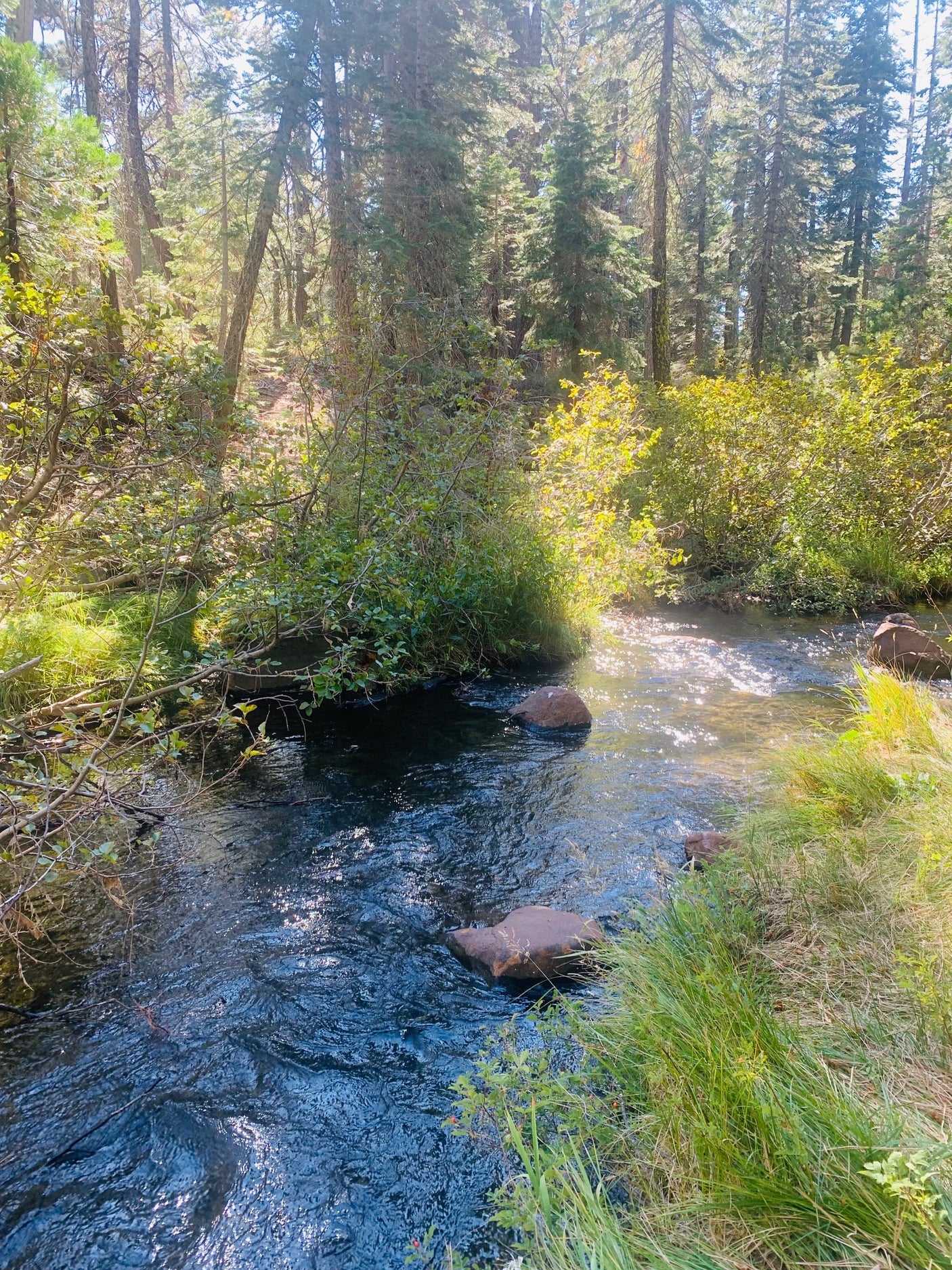 Sun-dappled stream winding through a vibrant forest. Discover hidden gems with an RV rental for your next adventure.