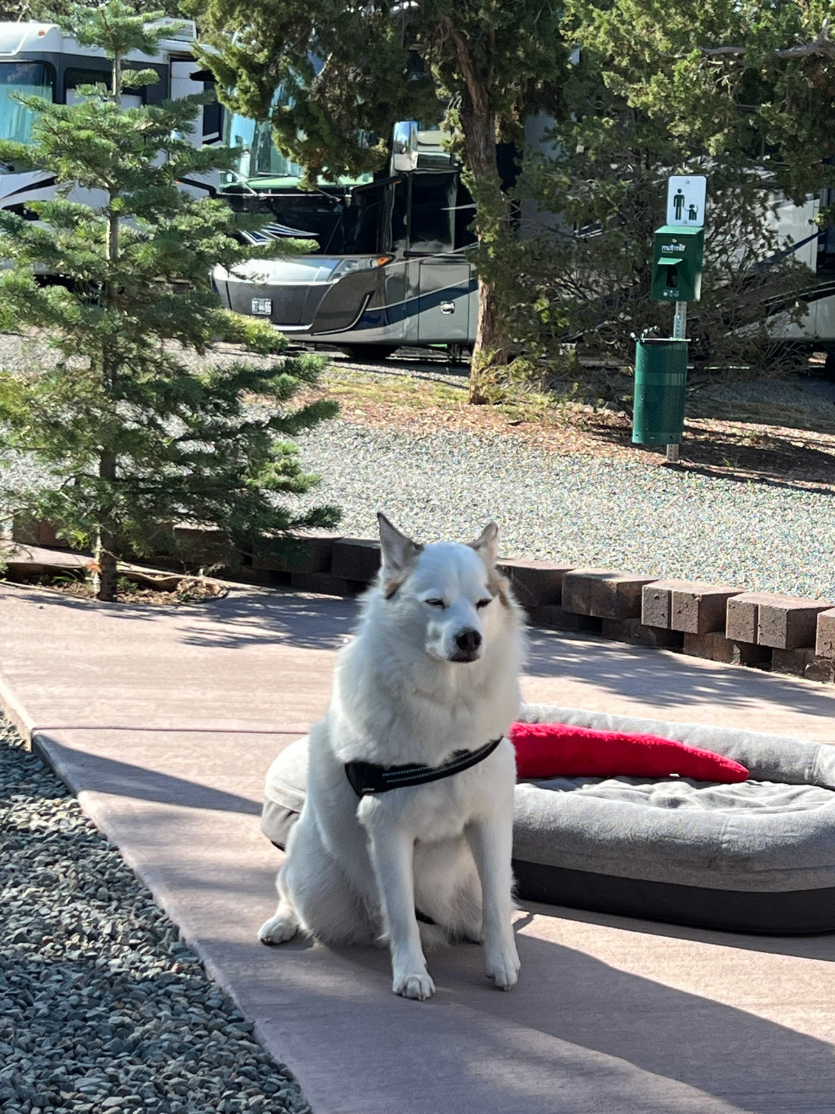 A white dog sits by an RV rental at a sunny campsite, with a dog bed and waste station nearby. — photo 9