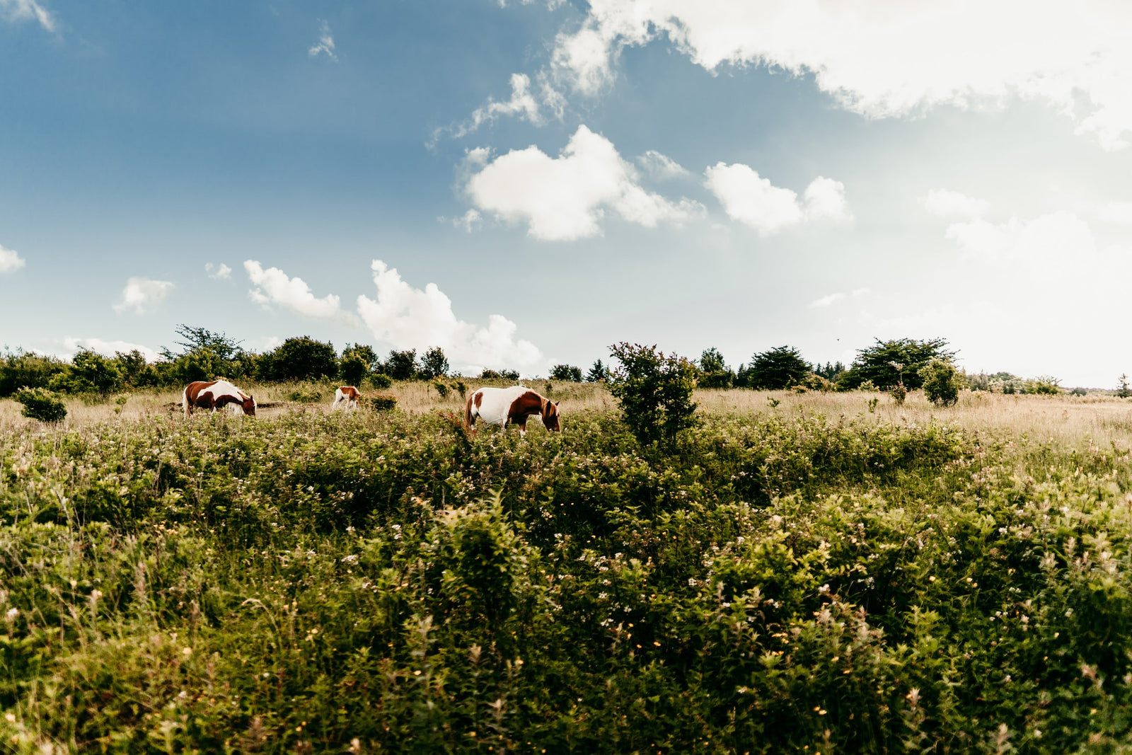 Brown and white horses graze in a sunny, green field. Perfect views for your next nature-filled RV rental adventure.