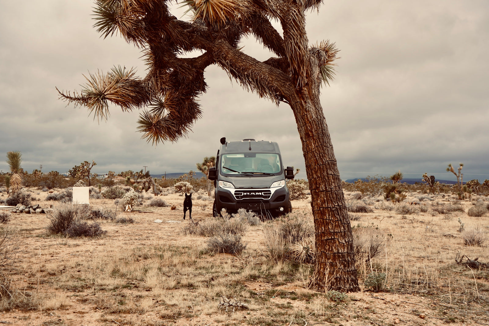 A black dog stands before a dark gray rv rental camper van, framed by a Joshua tree in a desert landscape under a cloudy sky.