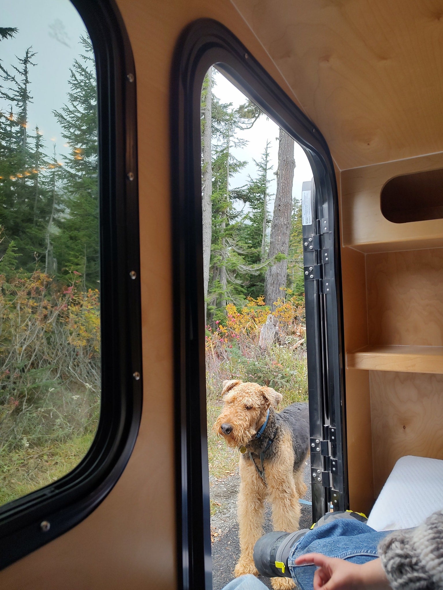 A furry dog peers into a cozy RV rental through an open door, surrounded by a vibrant autumn forest.