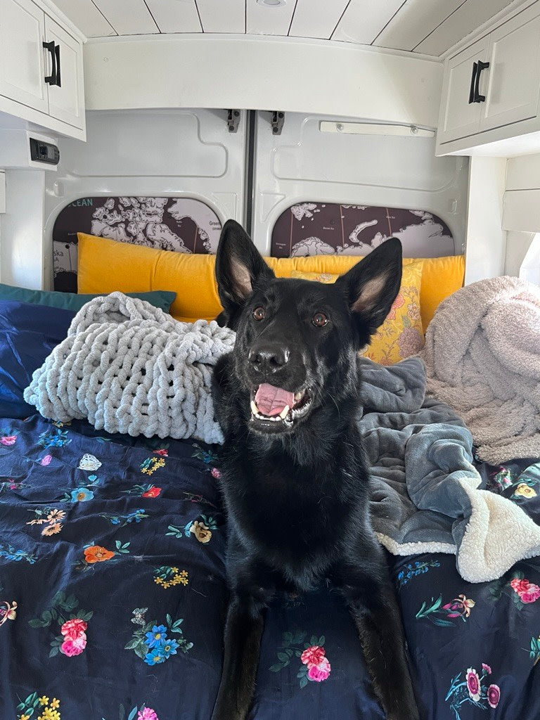 Happy black dog enjoys a cozy bed in an RV rental. Perfect for pet-friendly van life adventures!