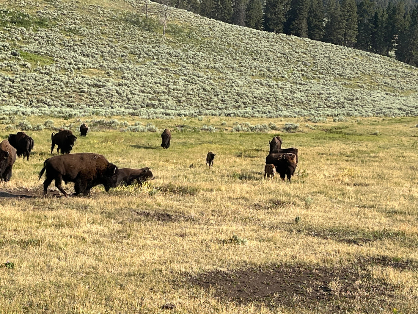 RV rental adventure: See wild Yellowstone bison herd with calves grazing in a vast field.