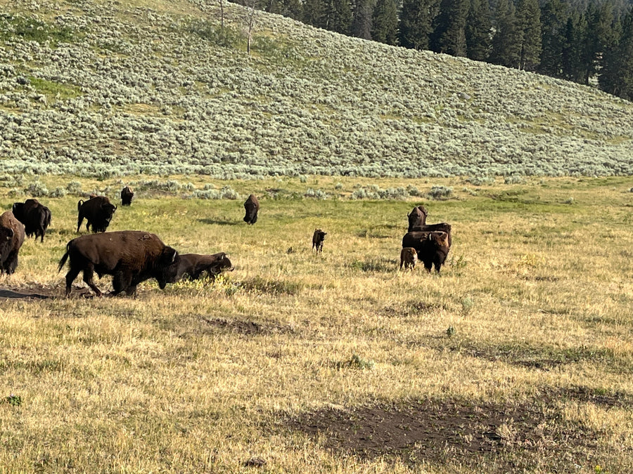 RV rental adventure: See wild Yellowstone bison herd with calves grazing in a vast field.