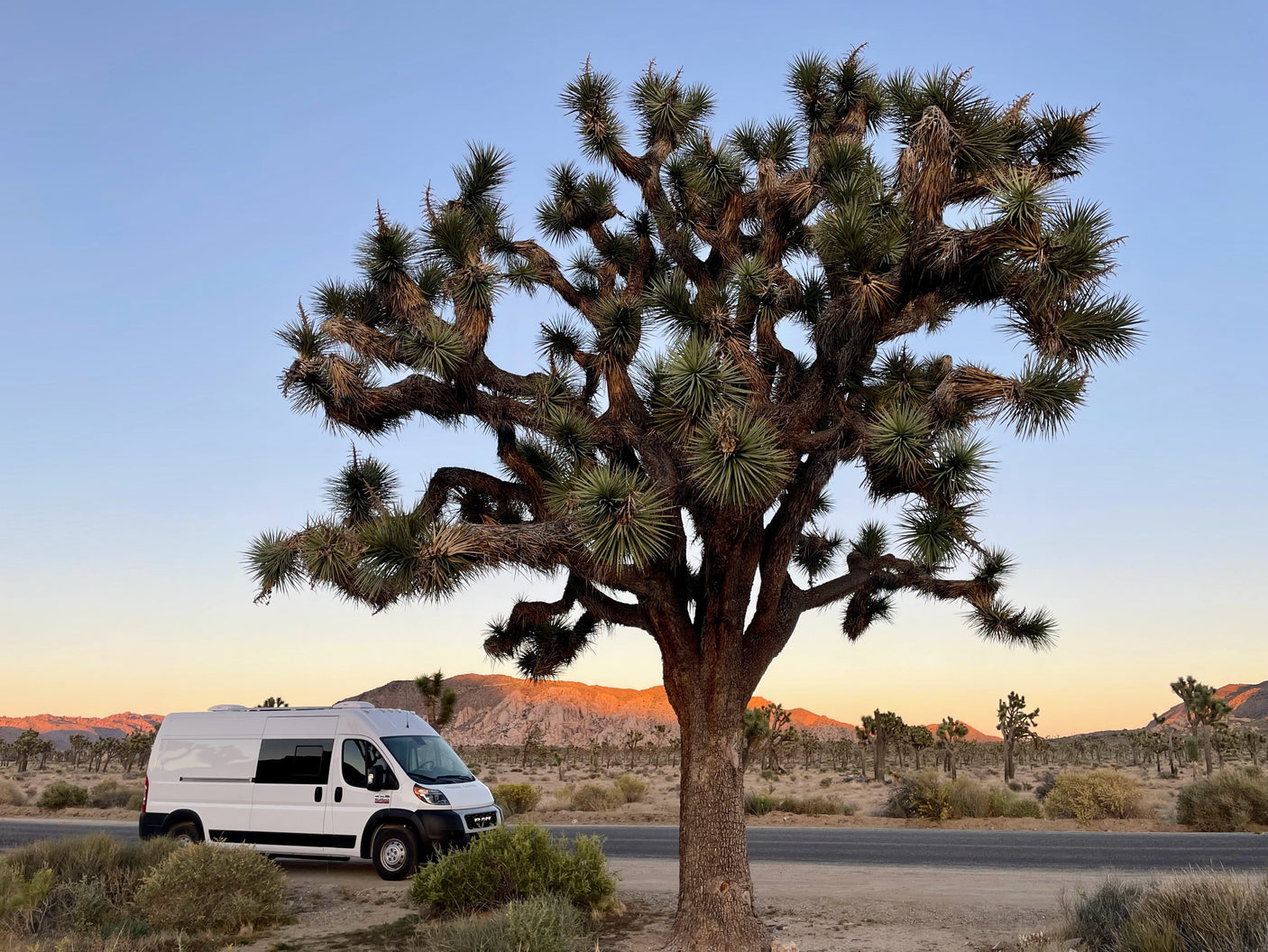A white RV rental is parked next to a large Joshua Tree, with a golden hour desert landscape & mountains beyond.
