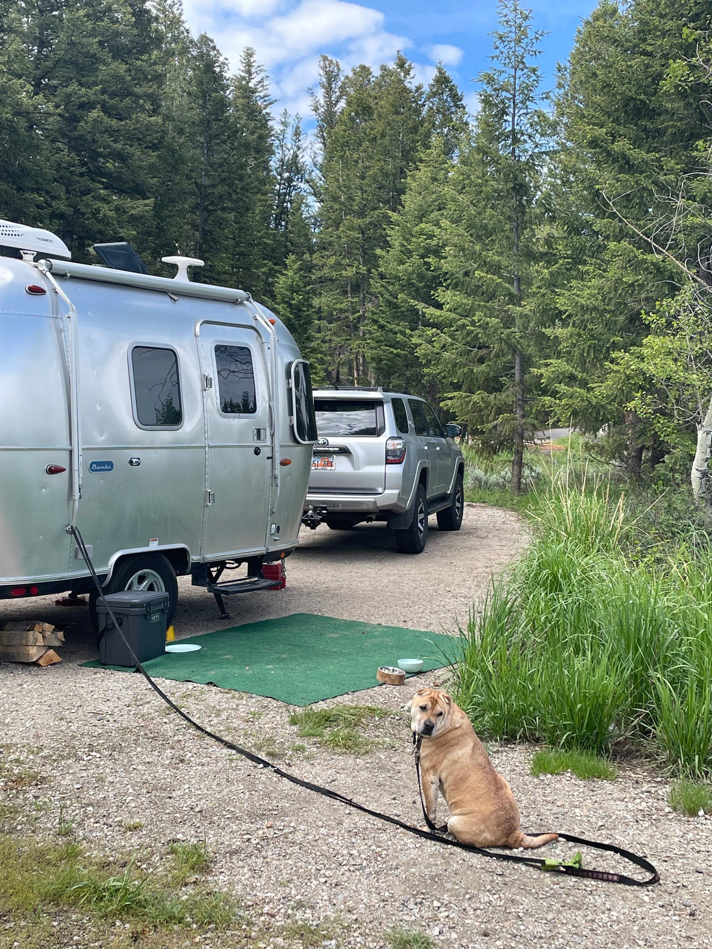 An Airstream RV rental and SUV are parked at a gravel campsite surrounded by tall trees, with a loyal dog on a leash.