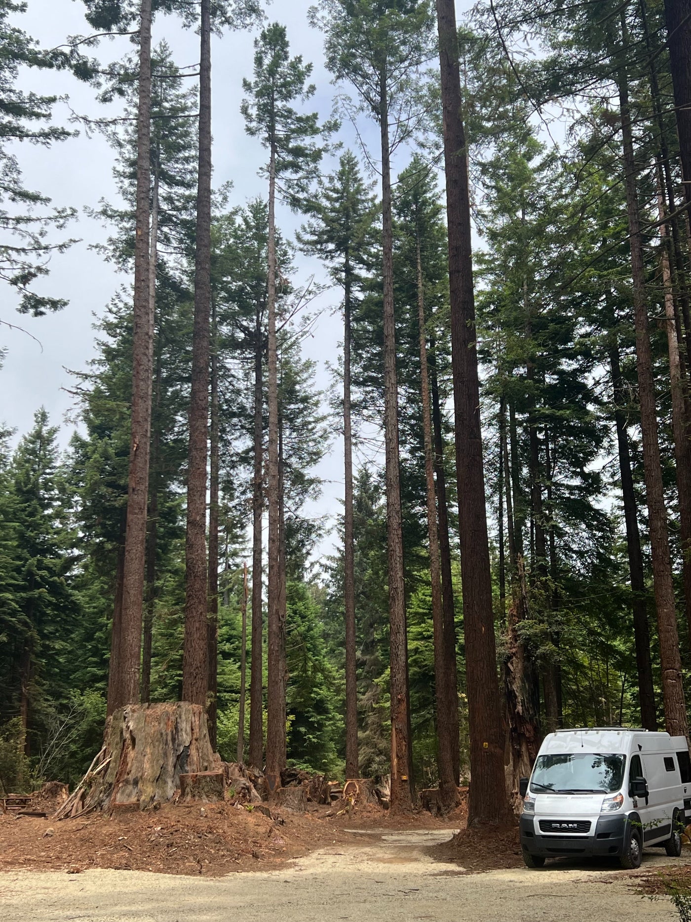 White RV rental parked amidst towering forest trees and a massive stump. — photo 14