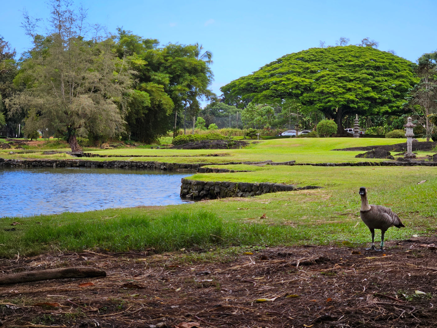 Scenic Hawaiian park: Nene goose by a pond, vibrant trees. Perfect stop for an RV rental adventure.