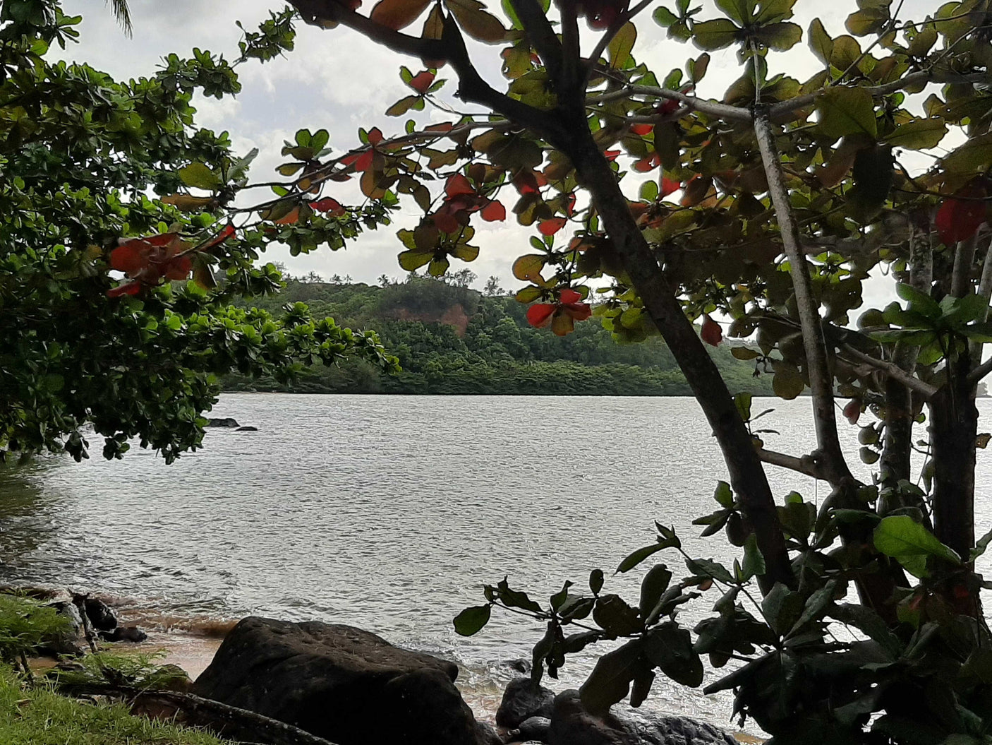 Scenic bay with lush trees and calm waters, an ideal natural setting for an RV rental getaway.