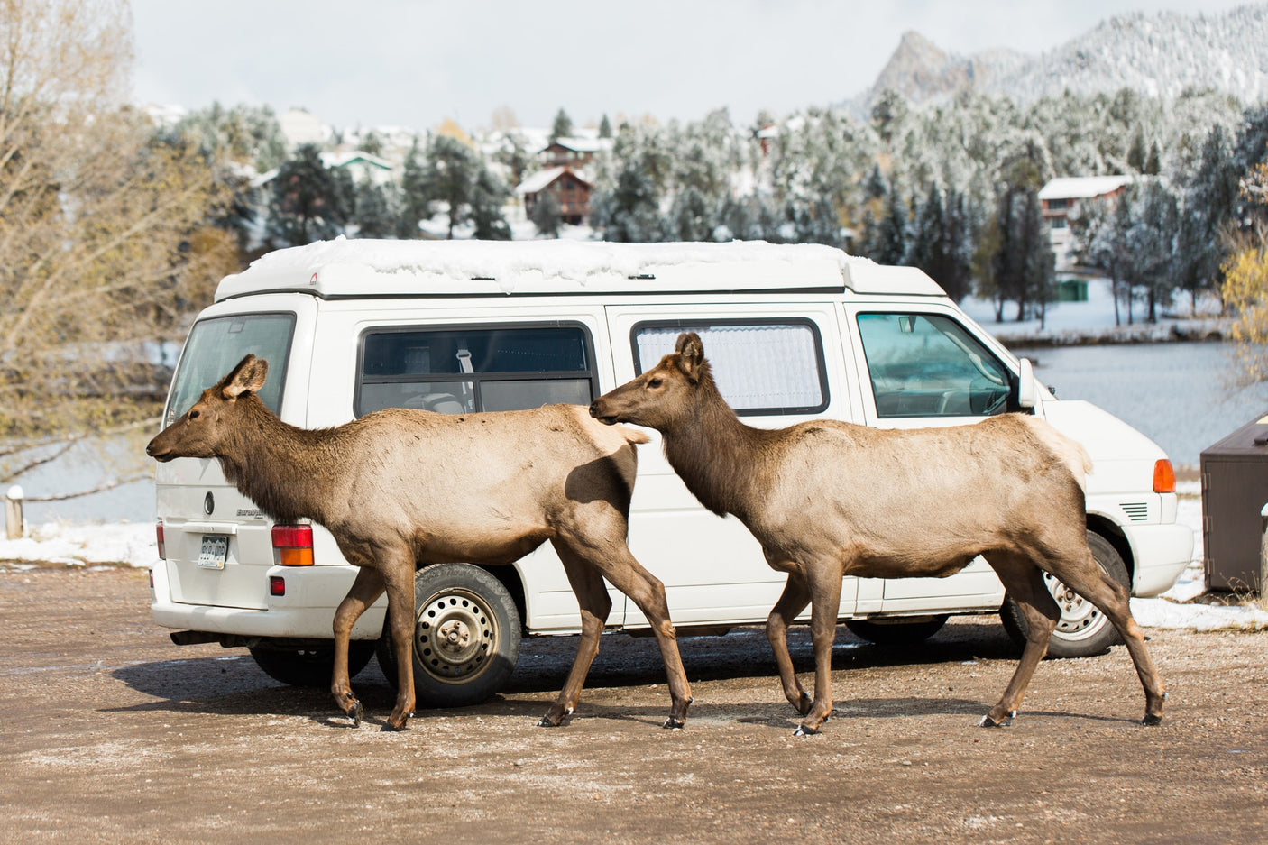 Two elk pass a snowy white rv rental camper van near a lake with snow-covered trees and hills.