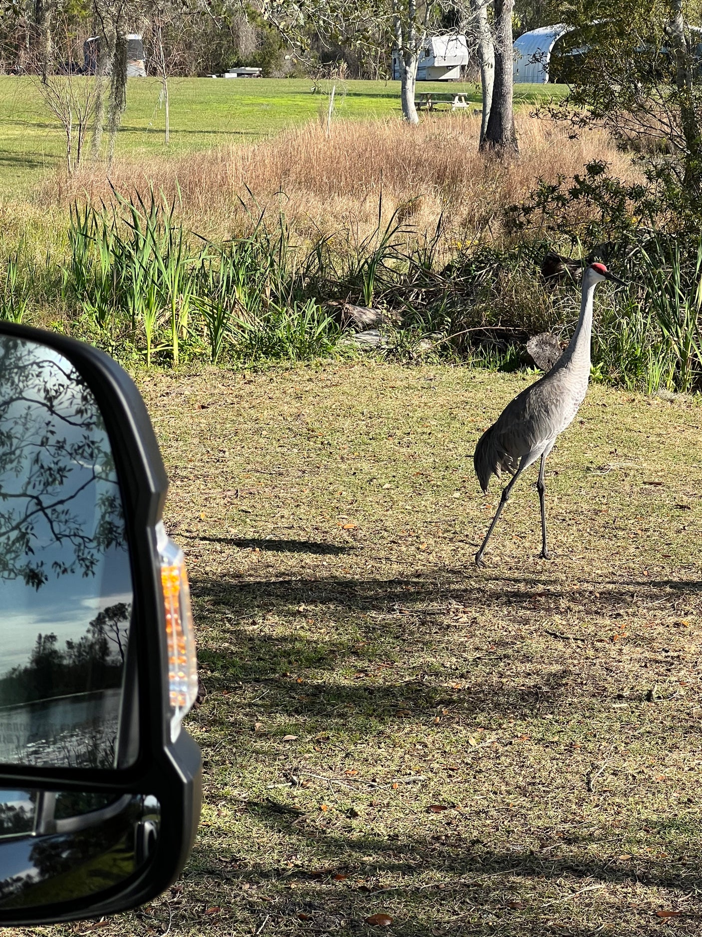 A Sandhill Crane walks in a grassy area with an RV rental campsite in the background. Vehicle mirror reflection on left.