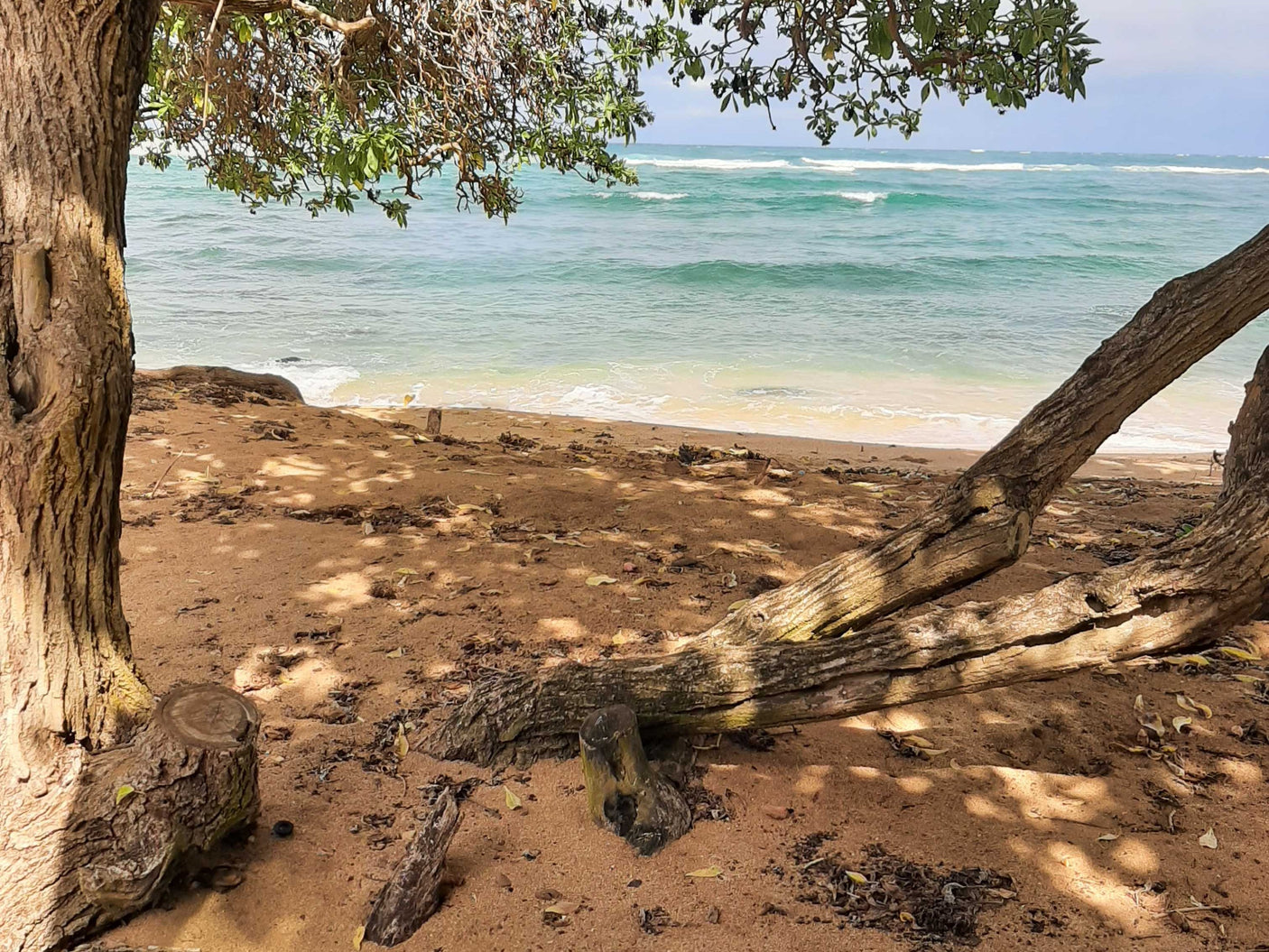 Serene beach view framed by trees, with tranquil ocean and sandy shore. Perfect for your RV rental adventure.