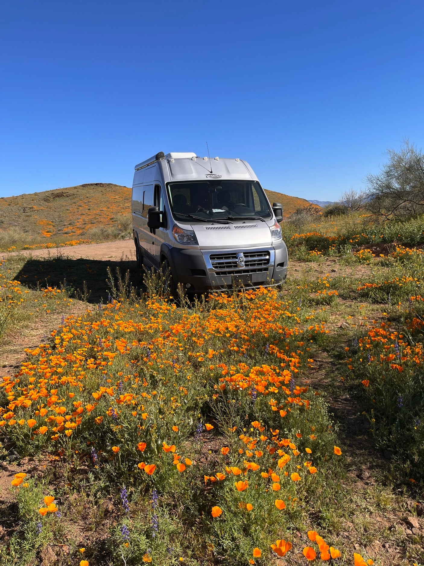 RV rental parked among vibrant orange poppies and wildflowers in a sunny desert landscape during a superbloom.