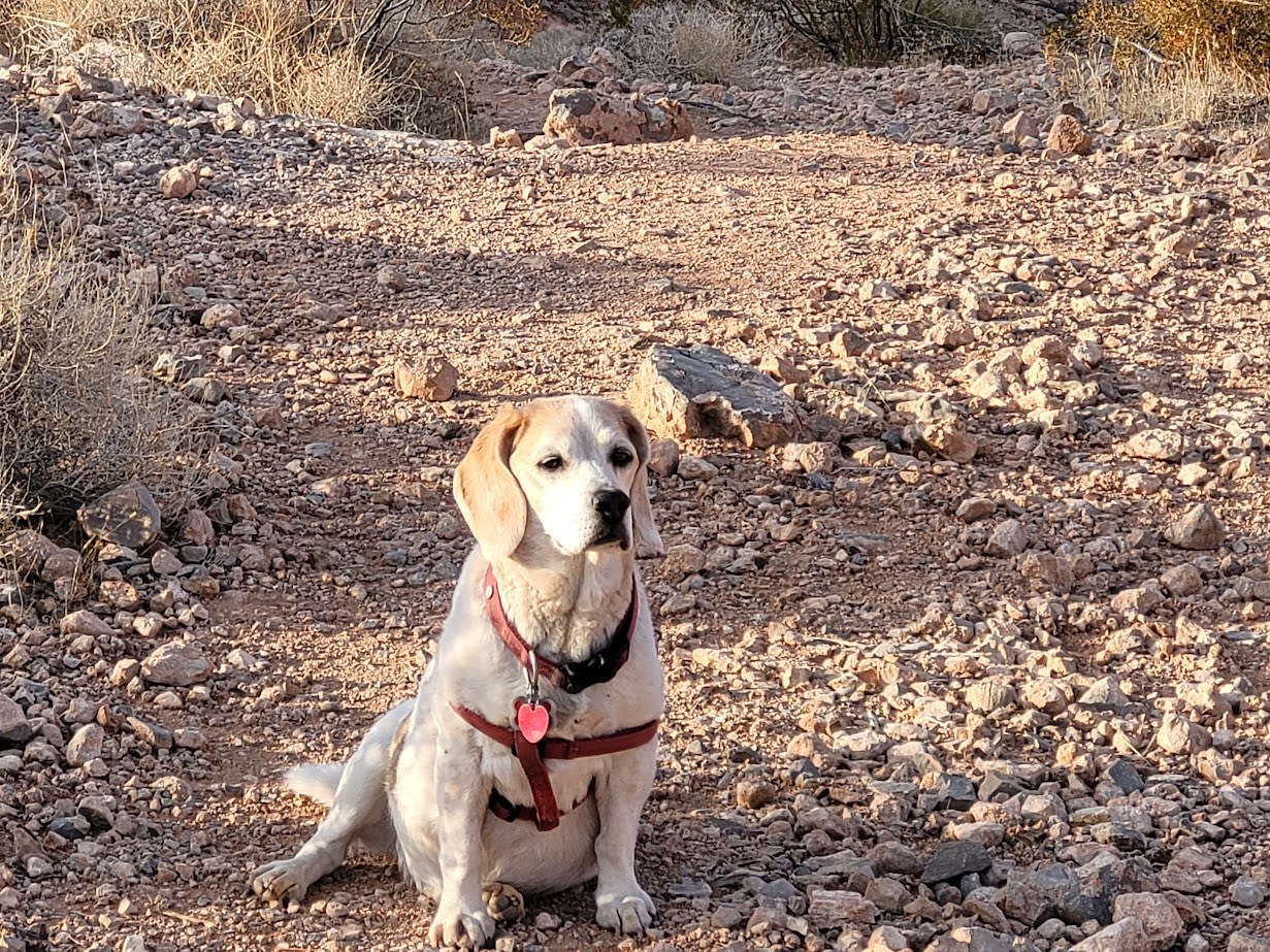 A white and tan dog in a red harness sits on a sunlit, rocky desert trail. Ideal for an RV rental outdoor adventure.