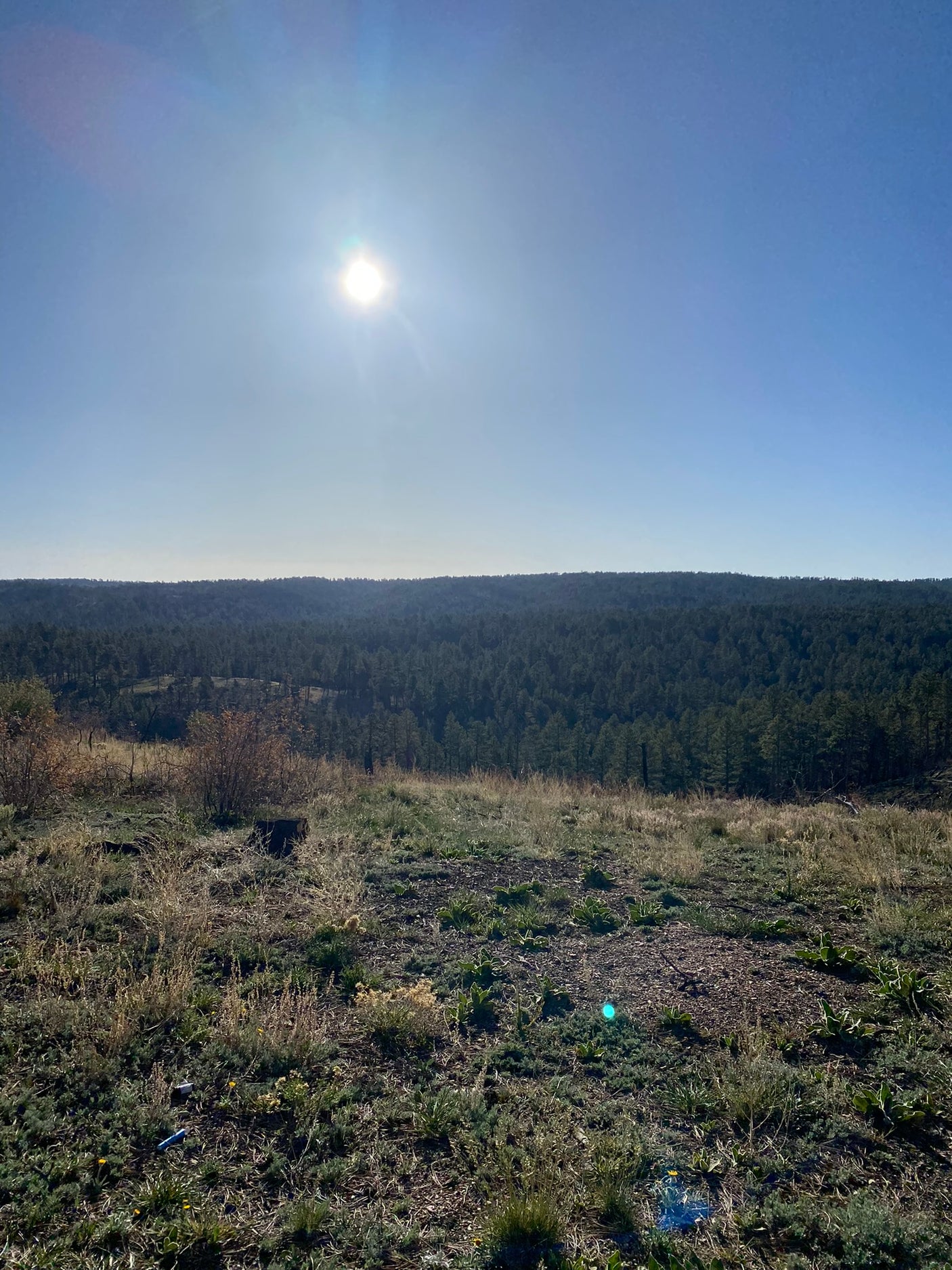 Vast pine forest on a sunny day, perfect for an RV rental trip. Elevated view with clear blue sky.