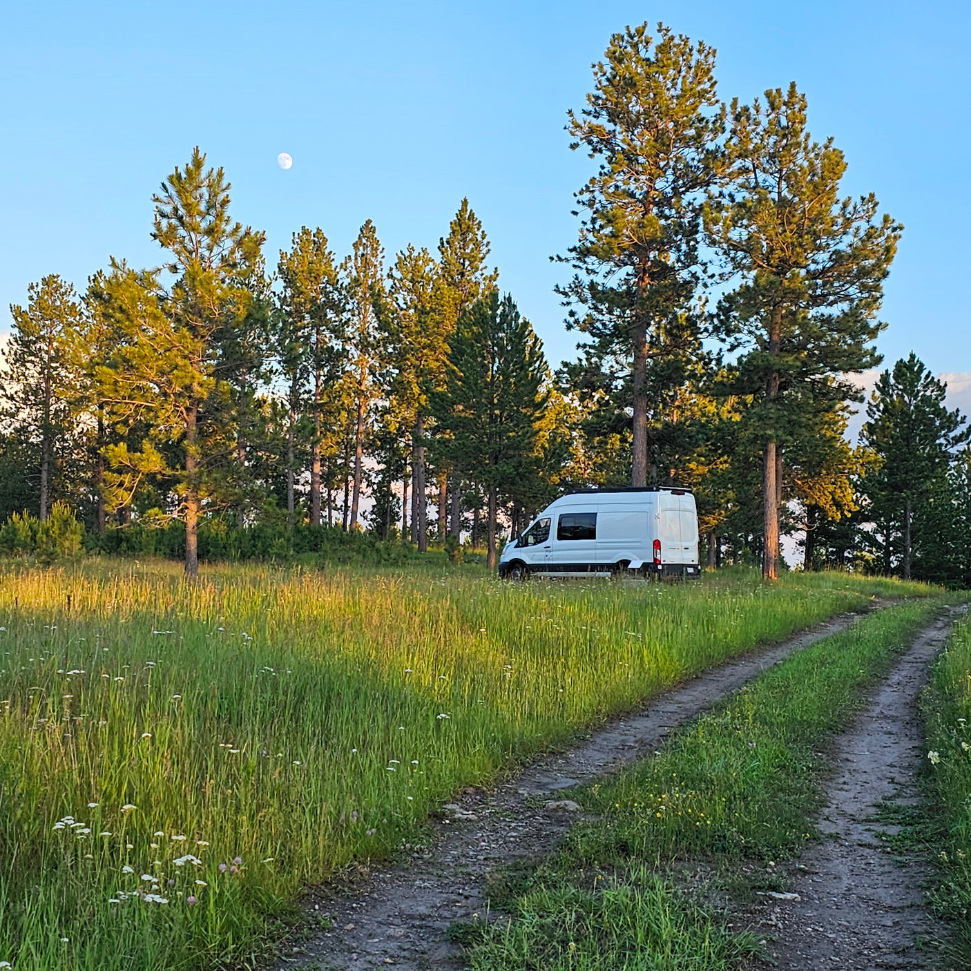 A white RV rental campervan parked off a dirt road in a sunny, grassy field surrounded by tall pine trees; moon above.