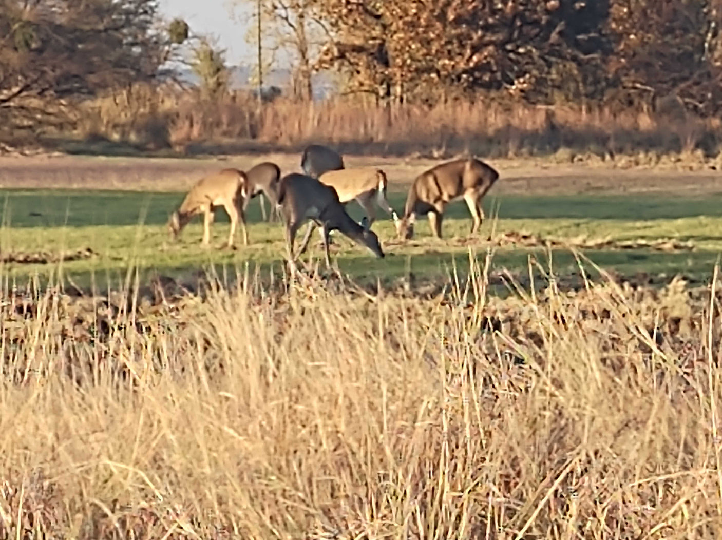 A small herd of deer, including a rare dark one, graze in a sunny field. Ideal scenery for an RV rental trip.