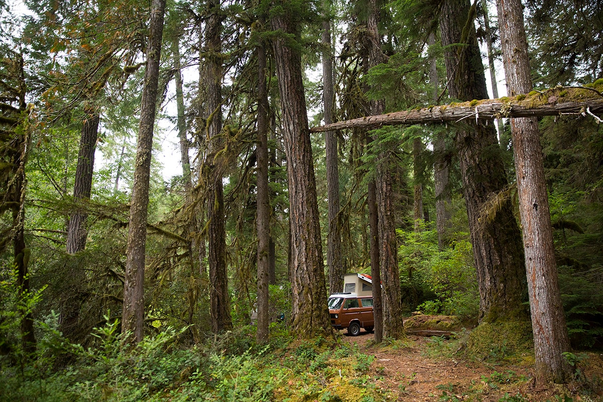 A brown RV rental camper van is parked on a dirt path amidst towering, moss-covered trees in a lush forest—ideal for getaways. — photo 10