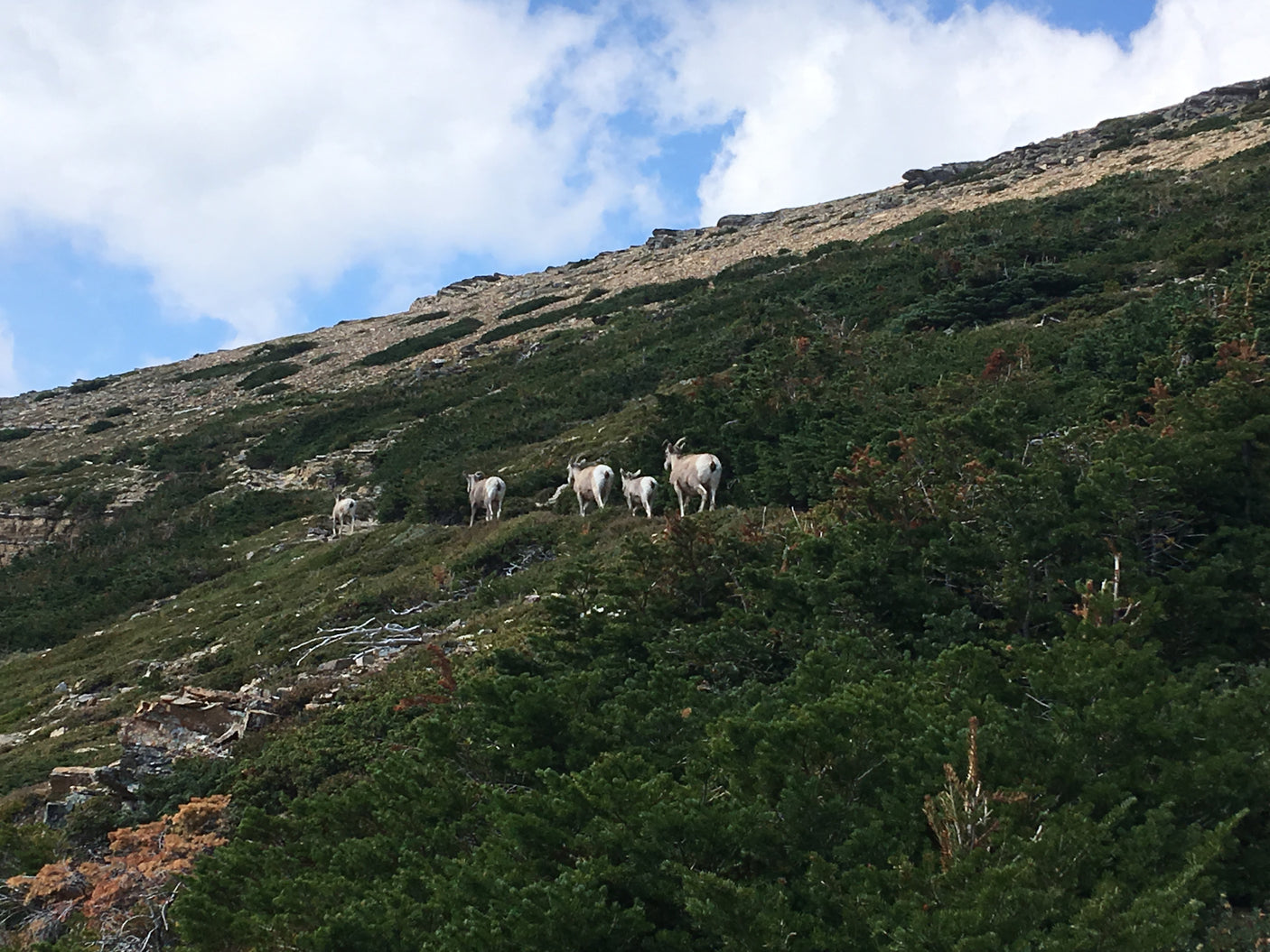 A herd of wild sheep climbs a rugged mountain, ideal scenery for an RV rental trip in the wilderness.