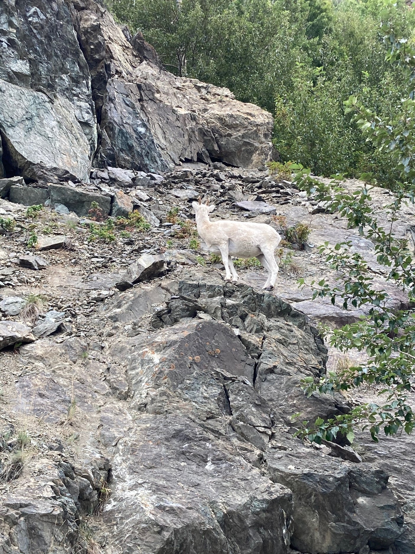 A white mountain goat scales a steep rocky cliff, a majestic wild sight for your RV rental adventure.