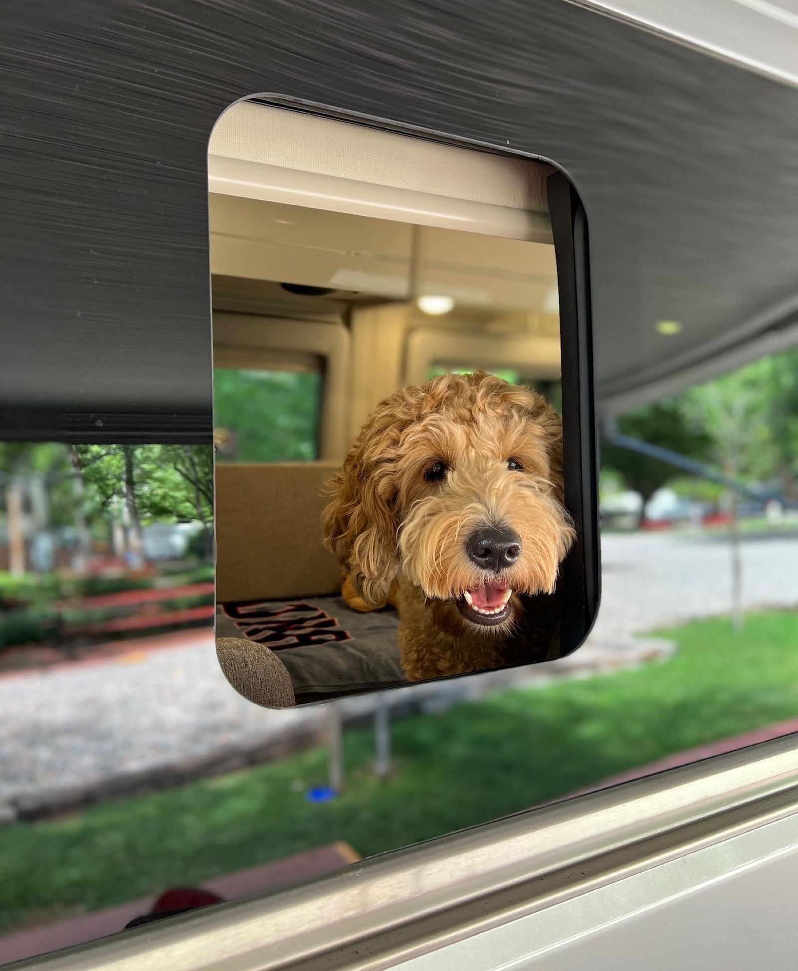 This happy Goldendoodle loves the view from an RV rental window, ready for pet-friendly travel adventures!
