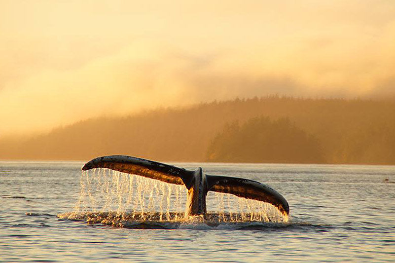 A whale's tail, lit golden, splashes in water near misty mountains. Experience this nature via RV rental!