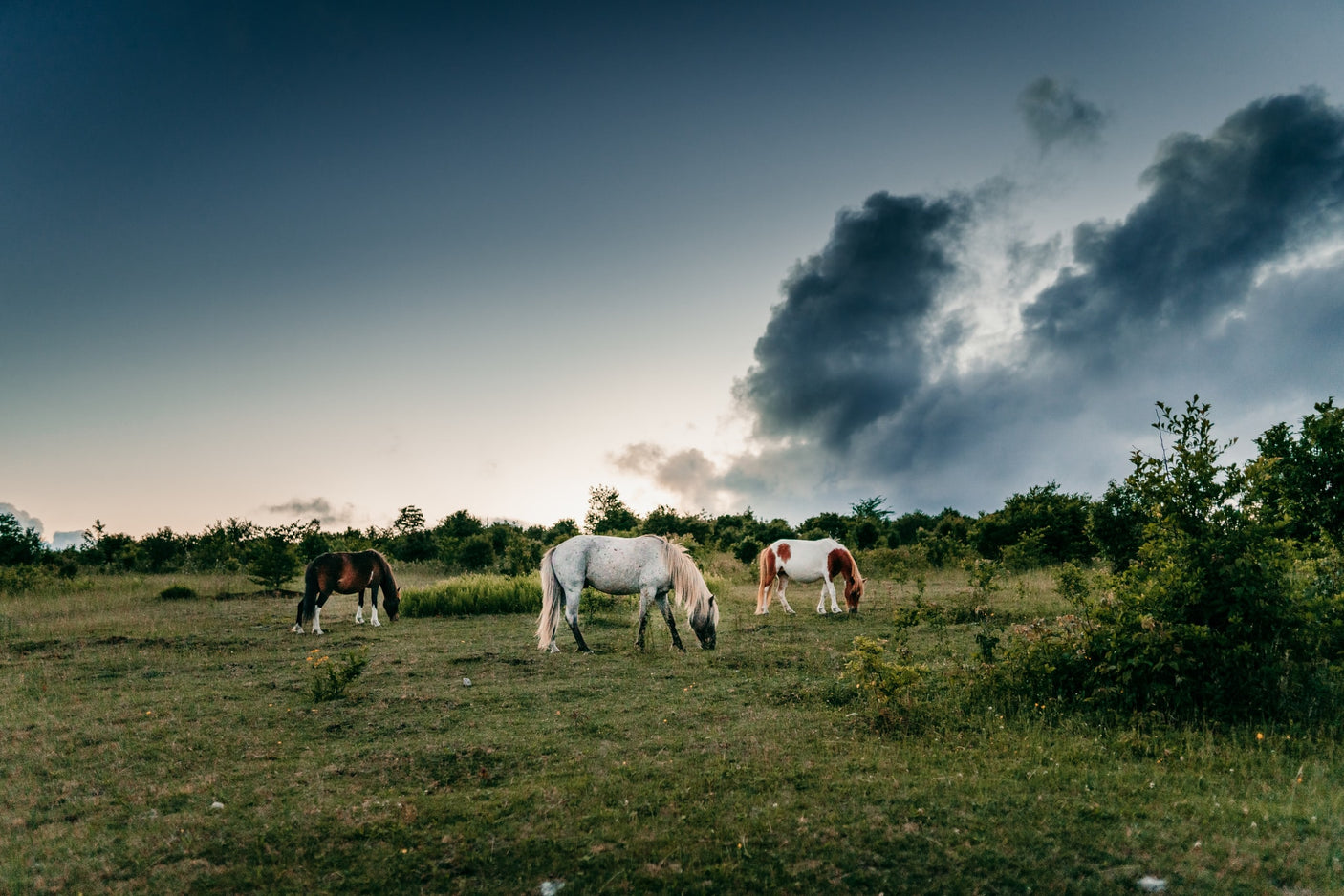 Discover breathtaking nature with an RV rental: horses graze in a lush meadow under a cloudy sky.