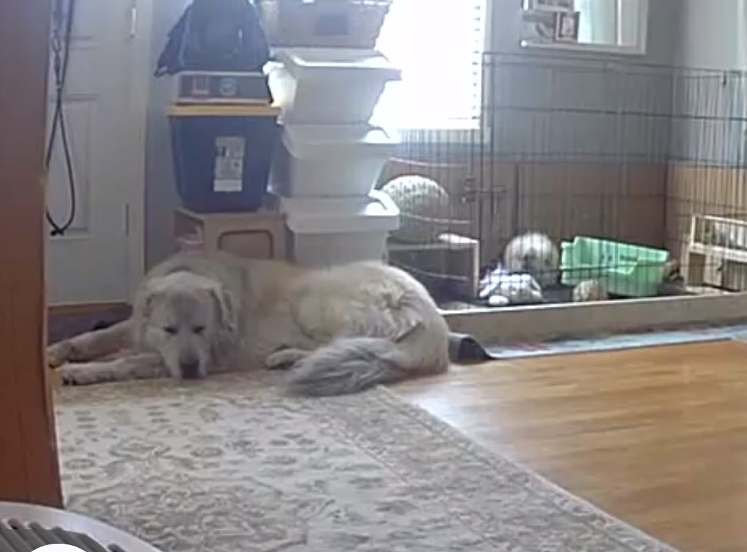 water bowl