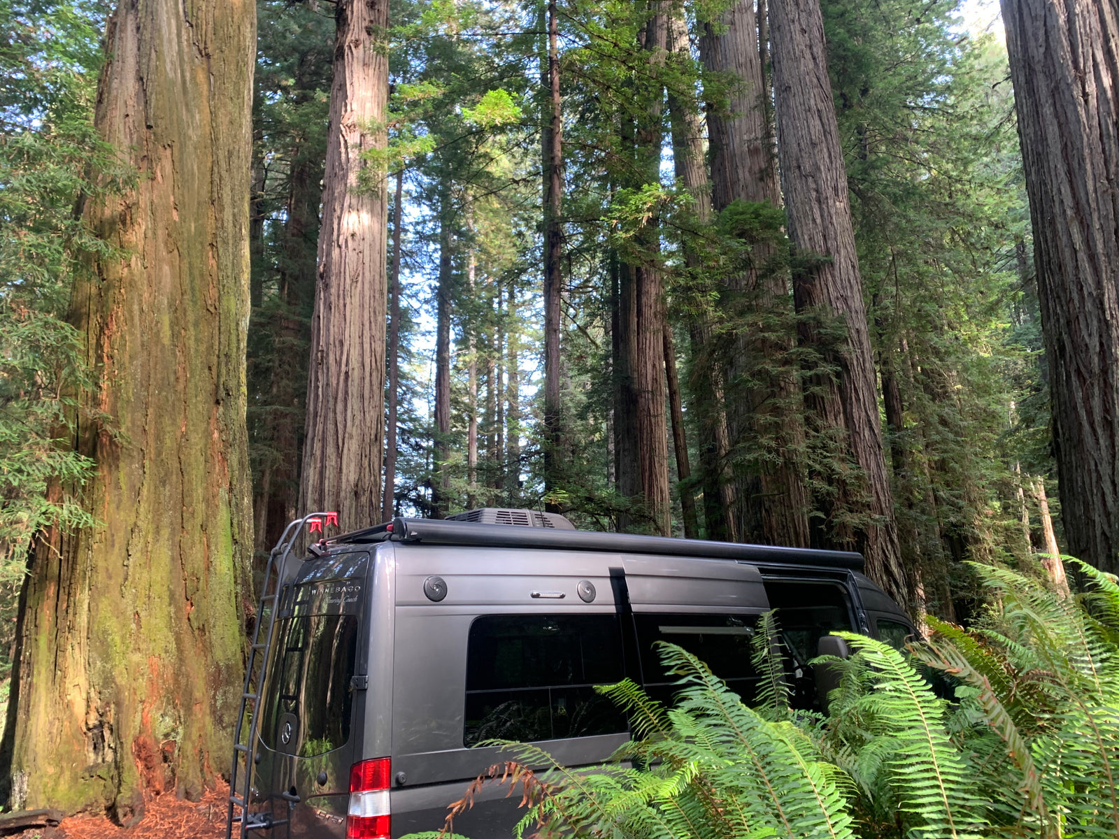 Gray Winnebago RV rental camper van parked amidst towering redwood trees & lush ferns. A serene forest camping scene.
