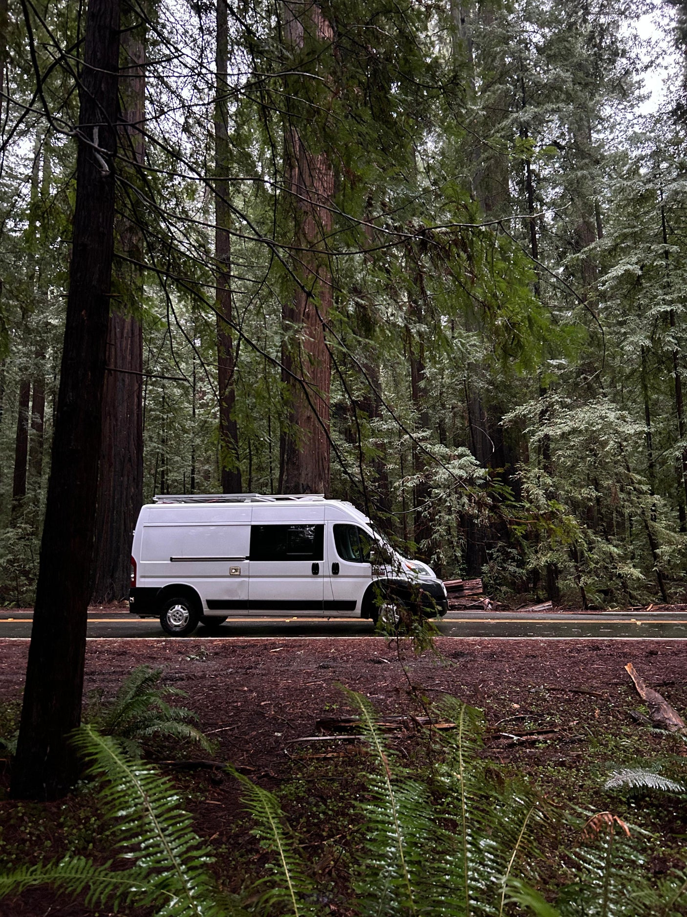 White RV rental van on a wet road through a stunning redwood forest, surrounded by ferns. Ideal for nature exploration.