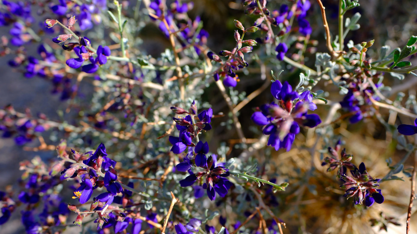 Close-up of brilliant purple wildflowers, a beautiful sight often found on an RV rental road trip.