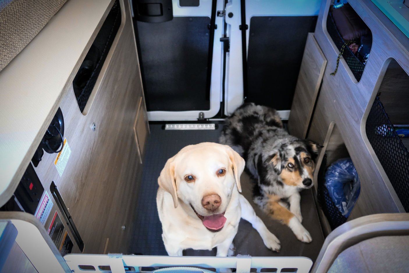 Two happy dogs, a yellow lab and an Aussie, relax inside a comfortable RV rental, making it a pet-friendly adventure.