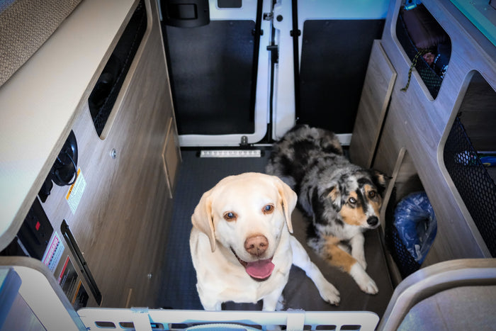 Two happy dogs, a yellow lab and an Aussie, relax inside a comfortable RV rental, making it a pet-friendly adventure.