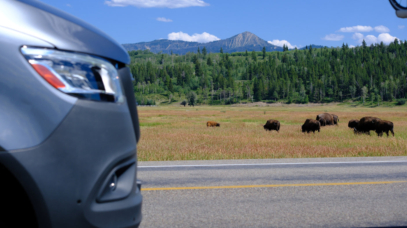 RV rental on a scenic road, offering views of bison grazing in a vast field with mountains and forests under a blue sky.