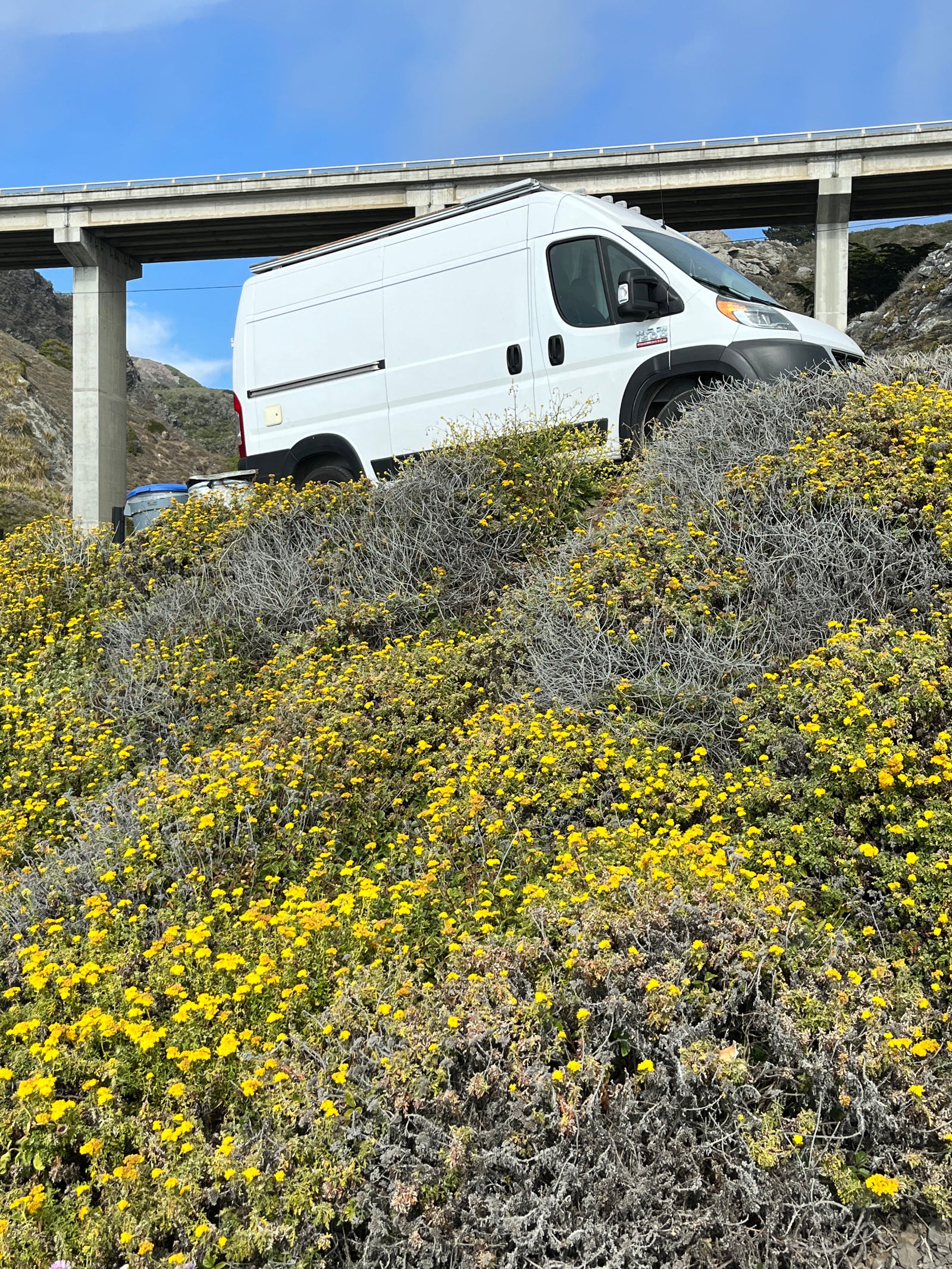 White RV rental van on a vibrant hillside covered in yellow wildflowers, with a large concrete bridge overhead.