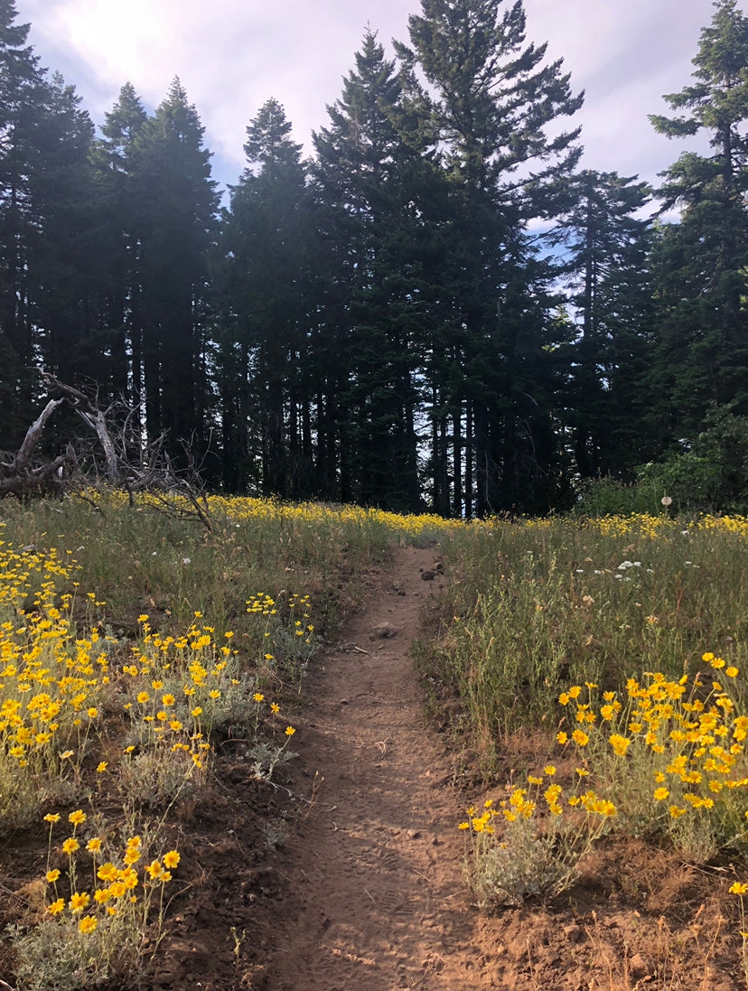 A winding dirt path through bright yellow wildflowers and tall forest trees. Your next RV rental adventure awaits!