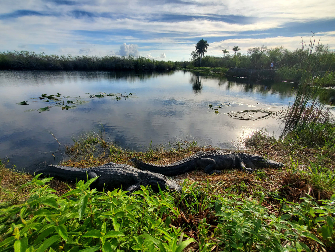 Discover wildlife on your RV rental journey: two alligators rest by a calm, reflective wetland, surrounded by lush plants.