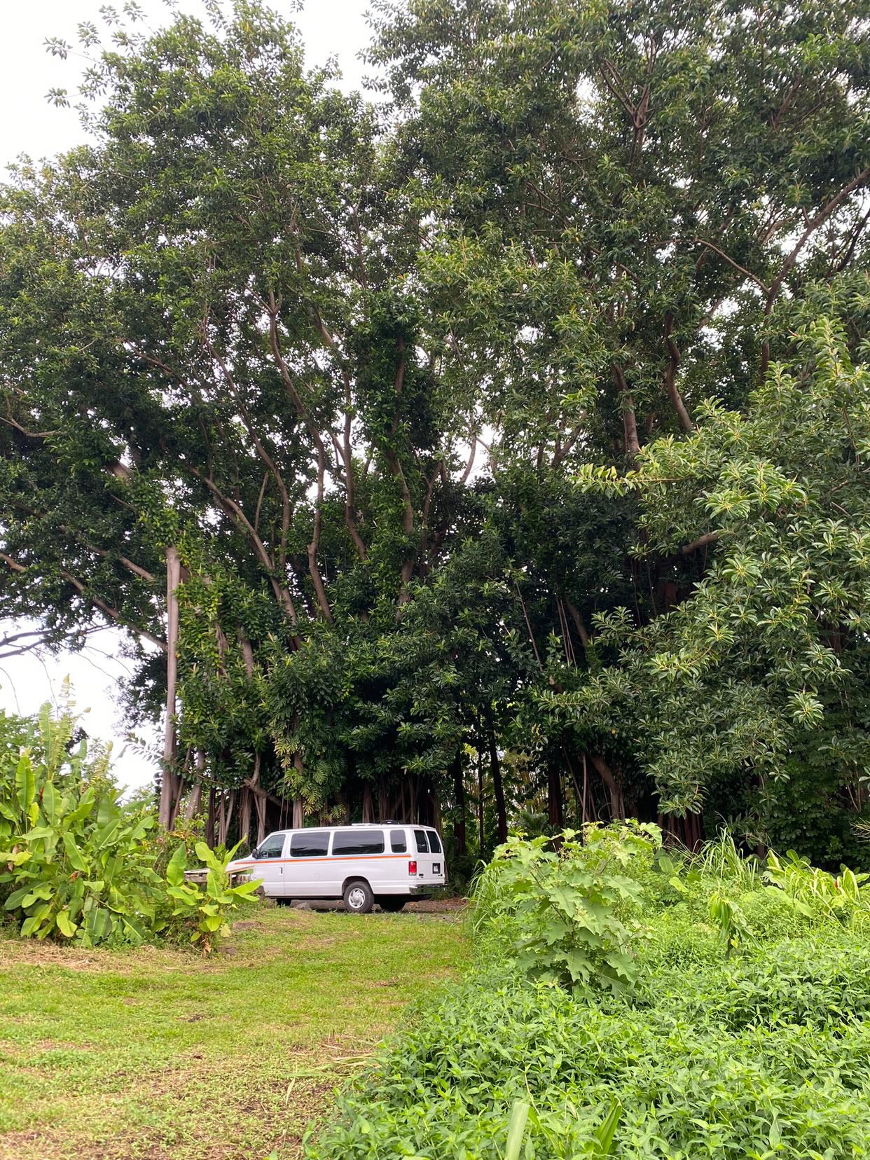White rv rental van parked beneath grand trees with hanging roots, amidst dense green foliage.