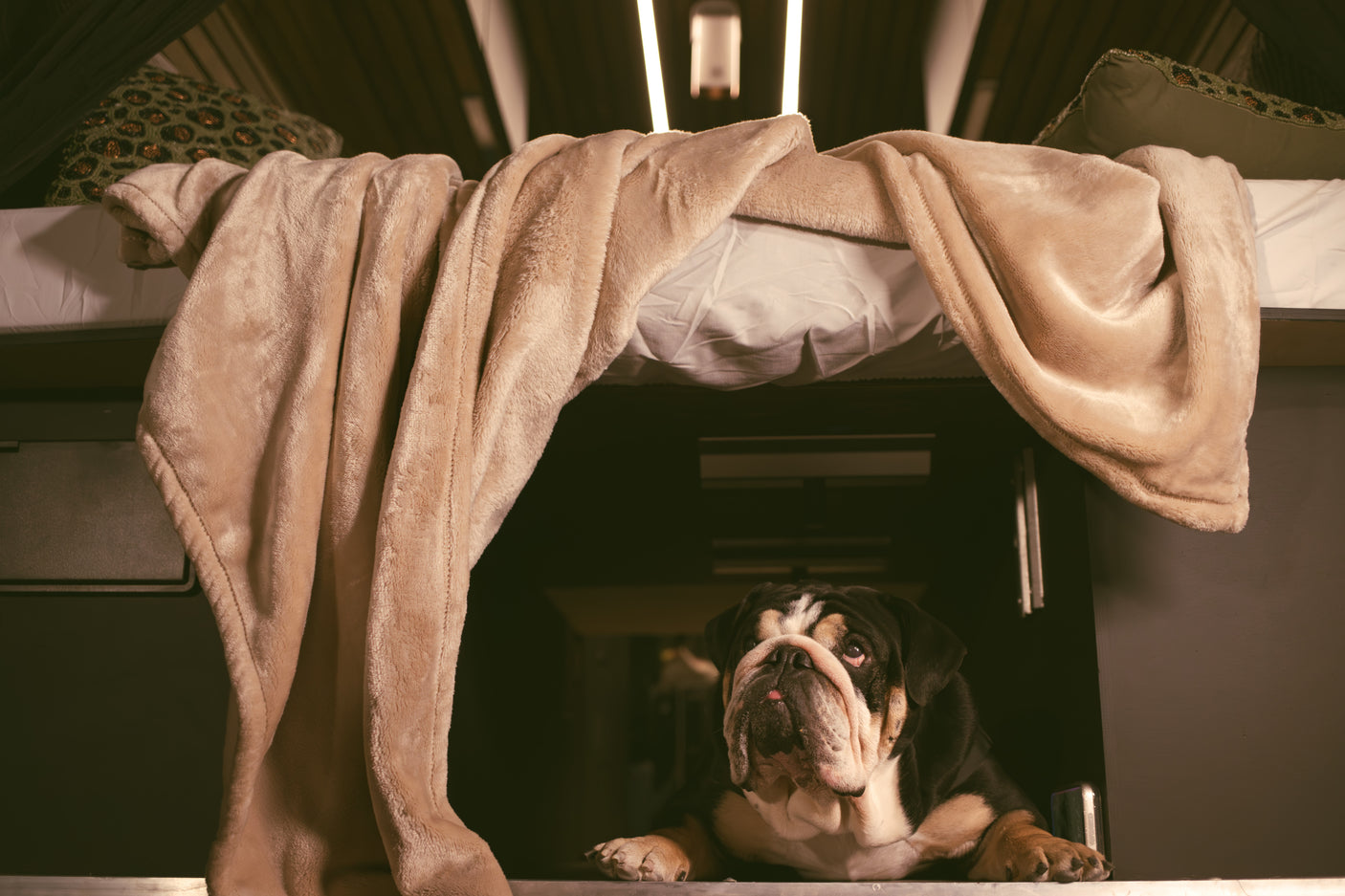 A cute bulldog peeking from under a cozy beige blanket on an RV rental bunk bed.