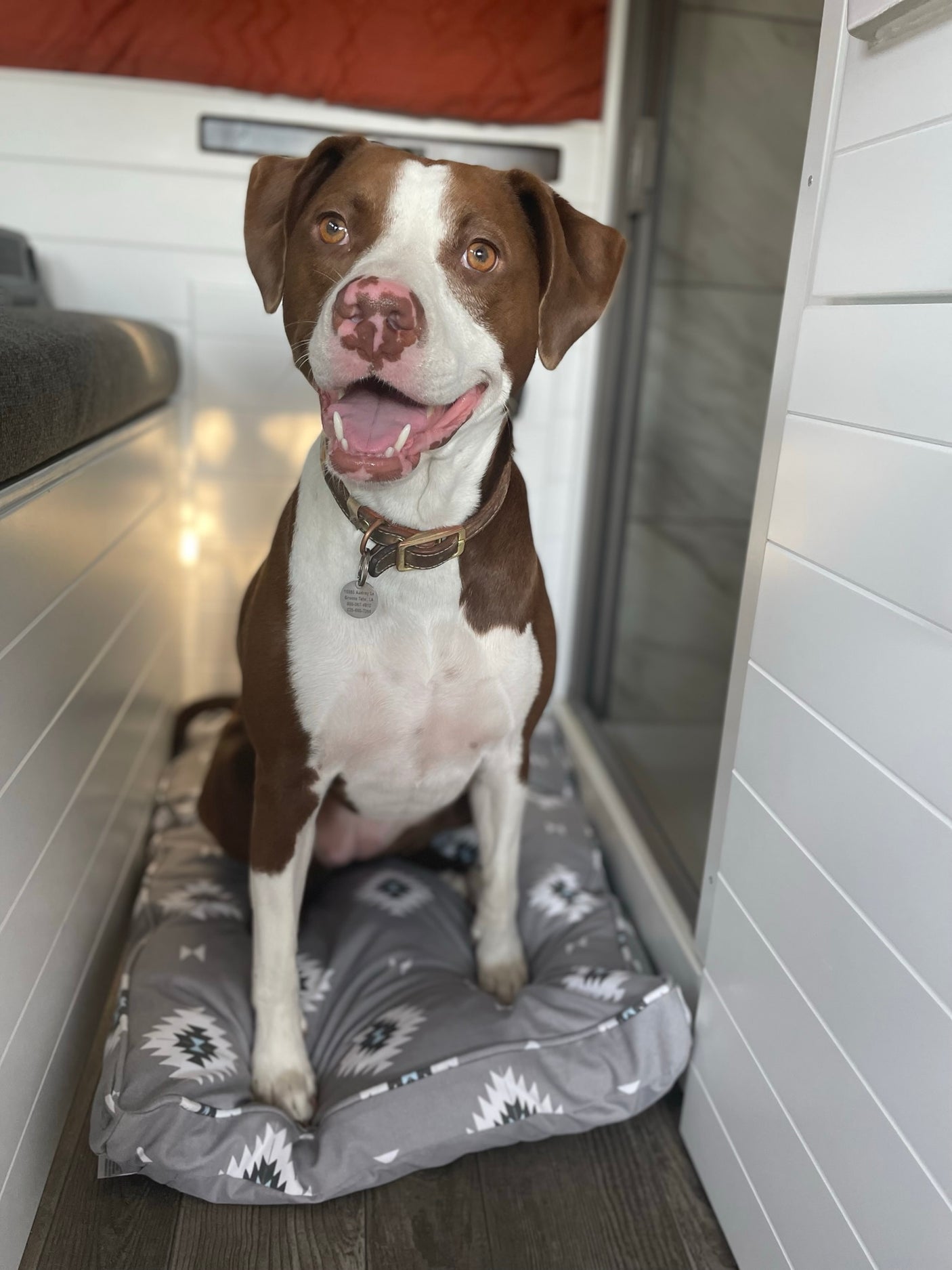 Pet-friendly rv rental: A happy brown and white dog with a collar tag sits on its patterned bed inside a modern camper.
