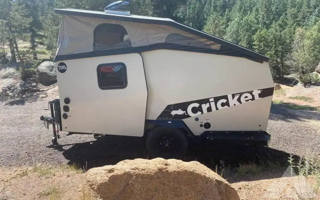 2019 Taxa cricket — photo 2