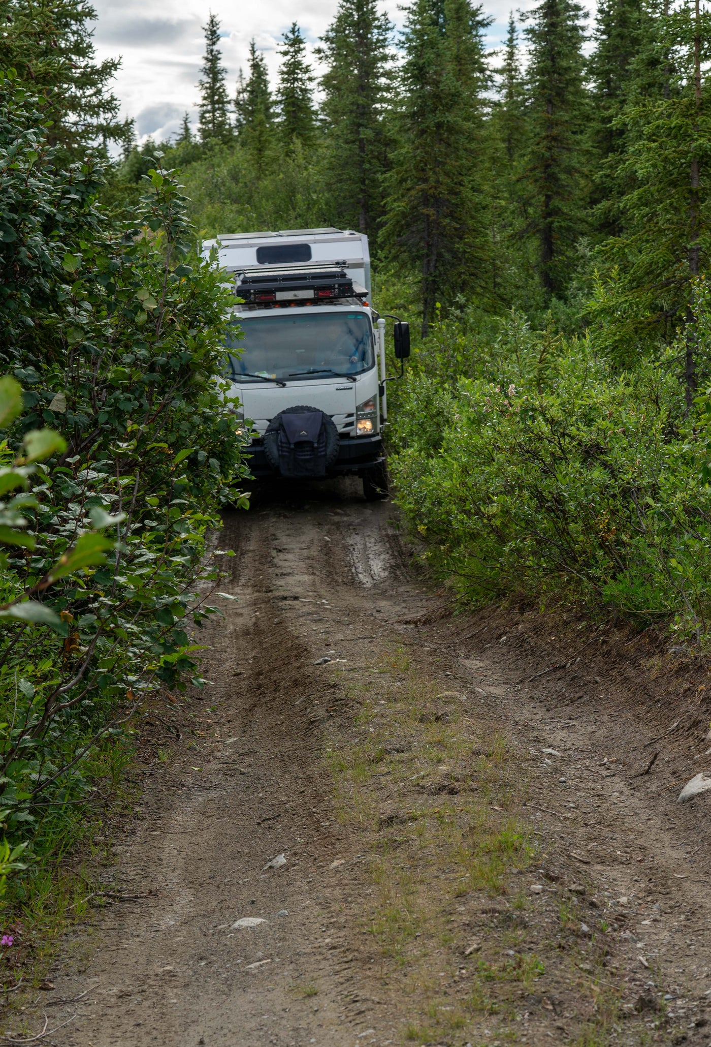 The Isuzu NPR navigating a tight forest trail — photo 17