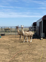 Two alpacas gaze. A glimpse of farm life near metal shelters. Perfect for your RV rental getaway!