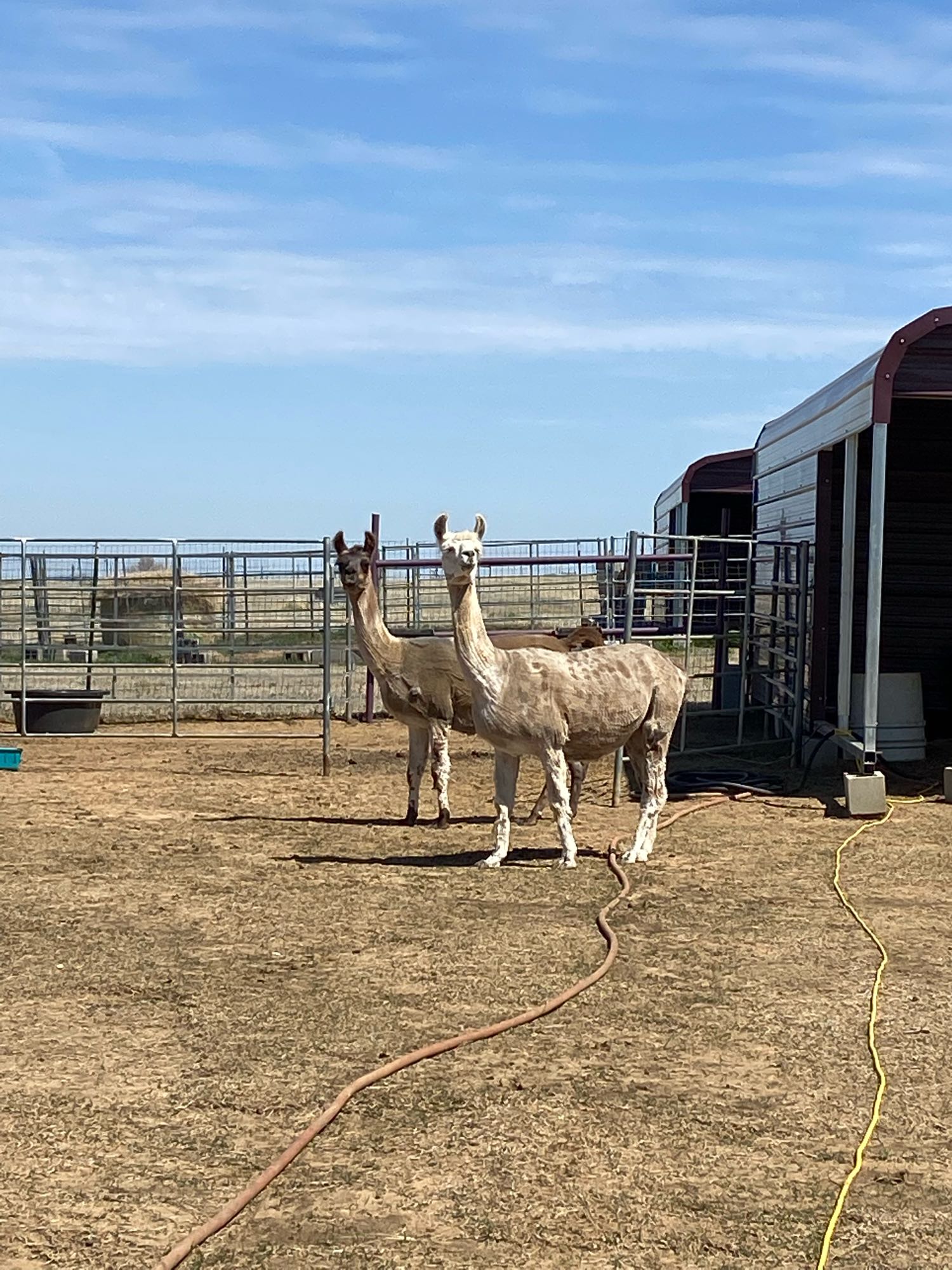 Two alpacas gaze. A glimpse of farm life near metal shelters. Perfect for your RV rental getaway!