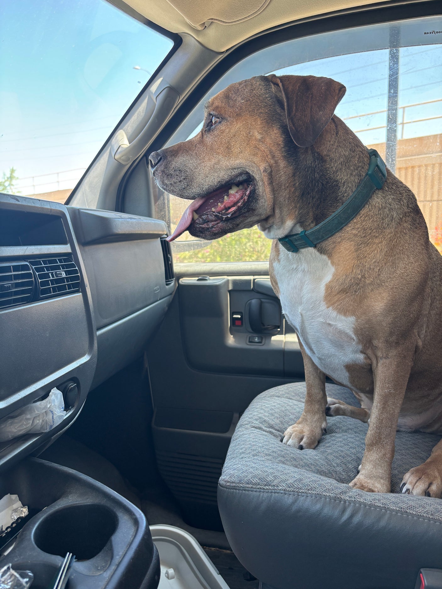 Curious dog, tongue out, enjoys the view from the passenger seat of an RV rental van.